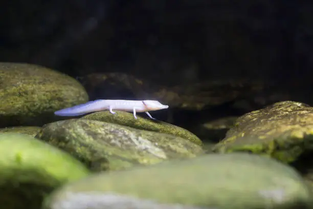Close up of a blind Texas salamander crawling along rocks