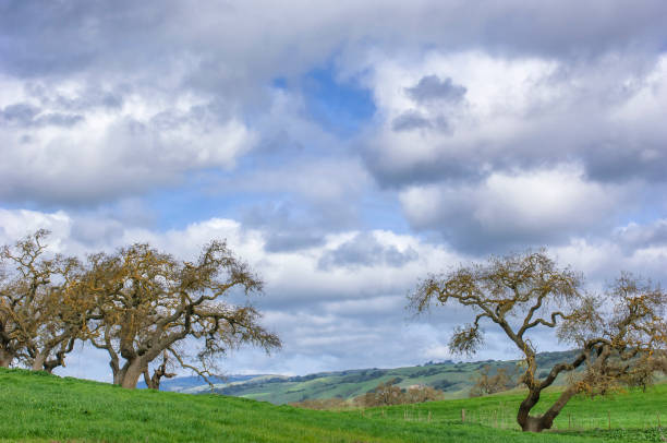istock Springtime California Oak Trees on Hilltop Under Cloudy Sky 646744514