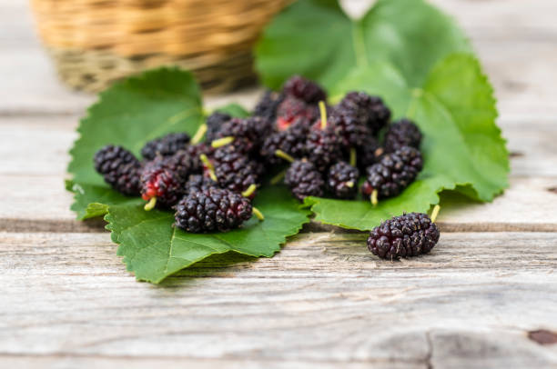 istock Wild sycamore black berries 646747114