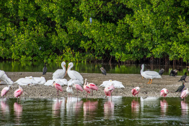 Sanibel Island birds