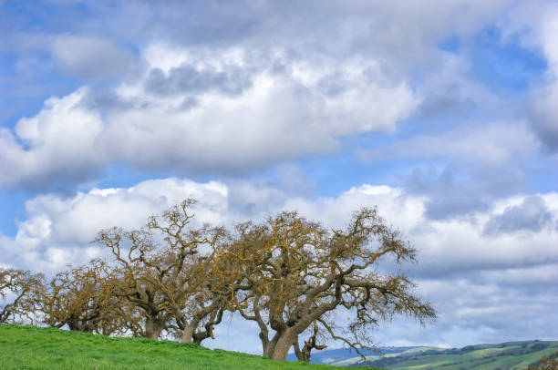 istock Springtime California Oak Trees on Hilltop Under Cloudy Sky 646750802