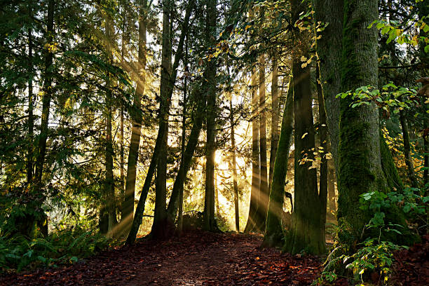 istock Sun rays in the rain forest, Vancouver, Canada 646754518