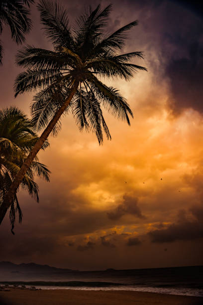 istock Silhouette of palm tree at beautiful tropical sunset 646757696