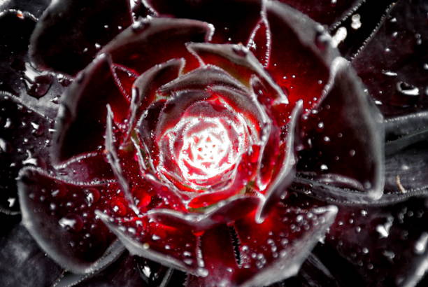 istock Aeonium Arboretum or Tree Houseleek Succulent, Filtered 646758198