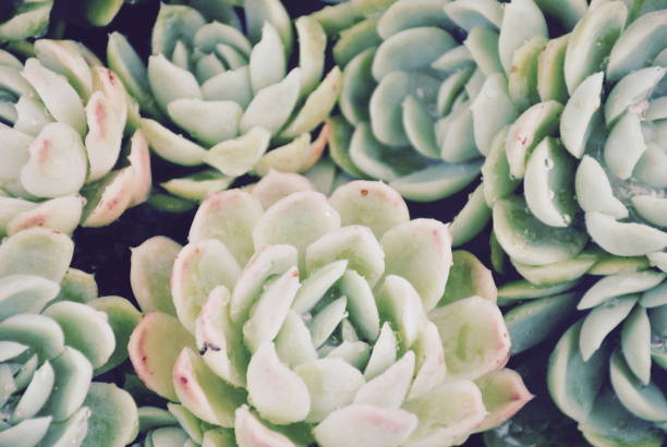 istock 'Hens and Chicks' Succulent, Filtered 646760240