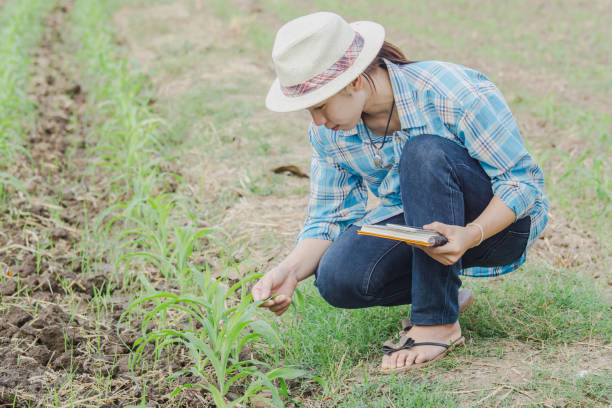 istock woman inspecting corn in agriculture garden. 646760976