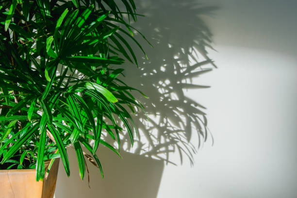 istock Palm tree leaf and shadows on the white walls. 646763472