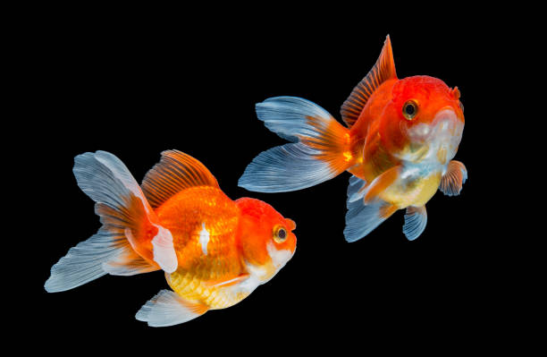 istock goldfish isolated on black background. 646763504