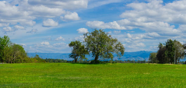 istock tree in middle of green meadow with cloudy sky. 646763660