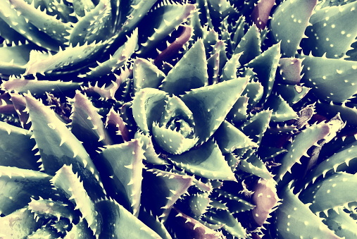 A close-up of an Aloe Brevifolia Succulent Cactus, Filtered in a faded-style.