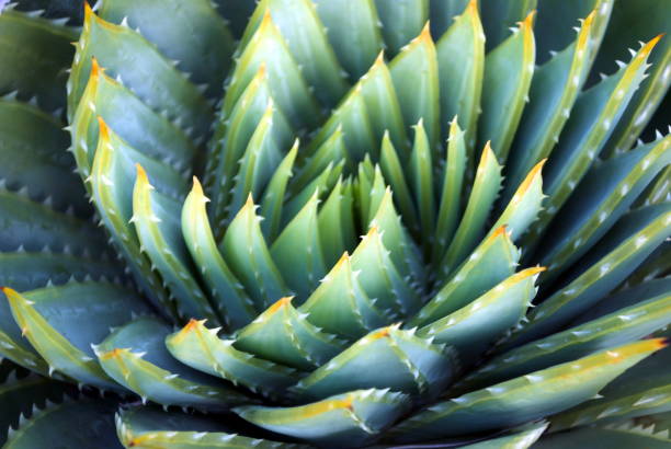 istock Aloe Polyphylla Succulent Cactus, Filtered 646767886