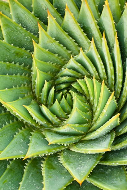 istock Aloe Polyphylla Succulent Cactus, Filtered 646770322
