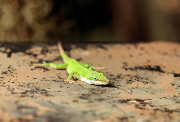 istock Green anole scientifically known as Anolis Carolinensis 646770614