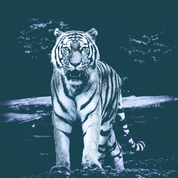 istock tiger on black background.  Black & White Beautiful tiger 646771044