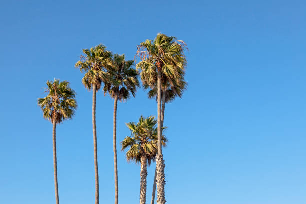 Palm trees against clear blue sky, Las Vegas, USA
