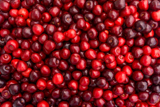 istock Sweet cherry background.  ripe cherries 646774102