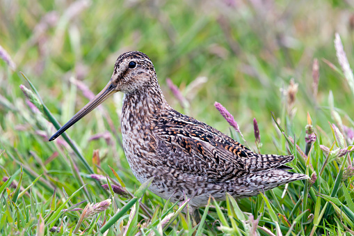 The South American or Magellan Snipe (Gallinago paraguaiae) is a small, stocky shorebird with a complex taxonomic status.  As it currently is placed, it breeds in most of South America and the Falkland Islands.  It may be conspecific with the widespread Common Snipe (G. gallinago), which is widespread throughout Europe and Asia. The very similar Wilson’s Snipe (G. delicata) of North America is now considered a separate species.  In any case, the subspecies in southern Chile, Argentina, and the Falkland Islands breeds in wet grassy and boggy areas.  It uses its long bill to probe in mud for earthworms and insects.