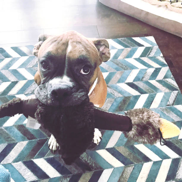 istock Boxer Dog with Toy 646777762