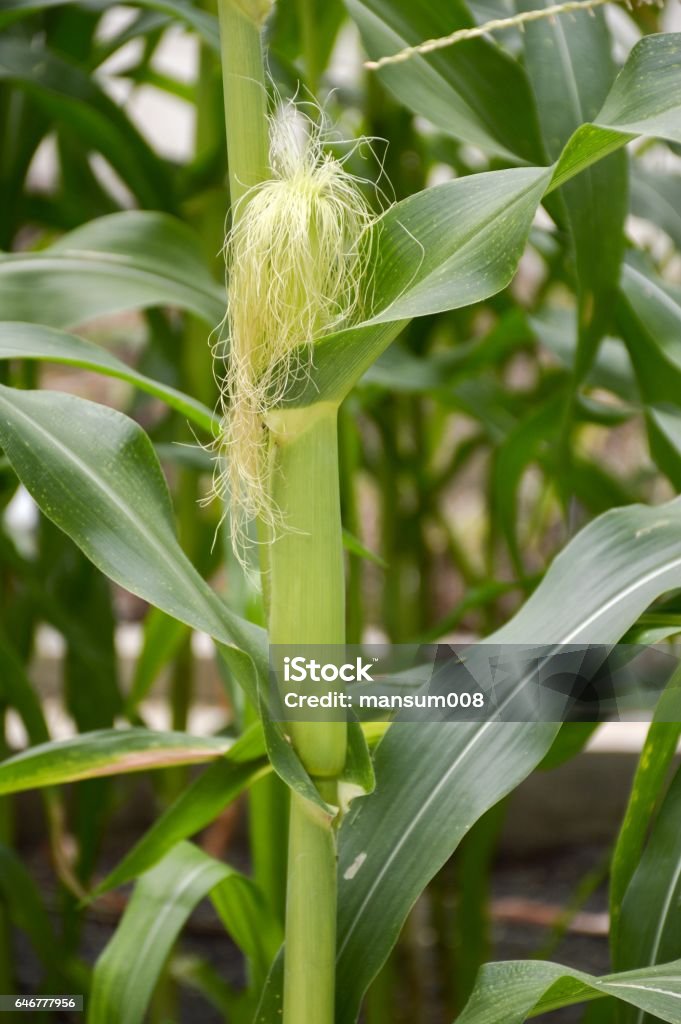 Corn Stocks Tree Corn Tree Stock Photo - Download Image Now - Agriculture, Cereal Plant ...
