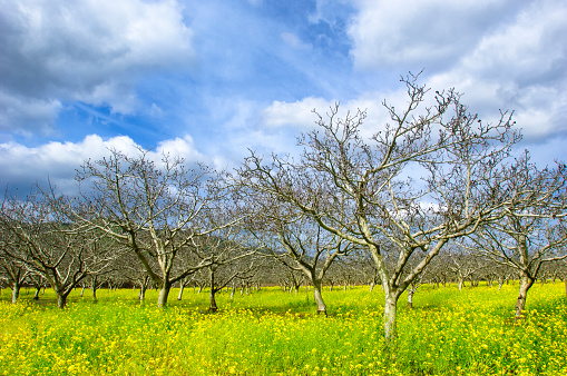 Orchard of bare cherrry trees surrounded by blooming field mustard under a cloudy sky. in the background.

