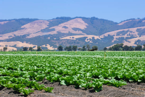 istock Field of Romaine Lettuce Ready For Harvest 646788072