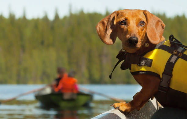 Dog boat trip stock photo