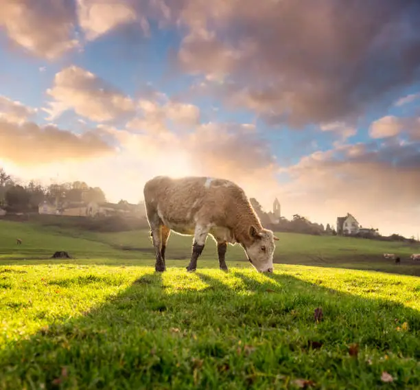 A Hereford cow back lit by the sunset.