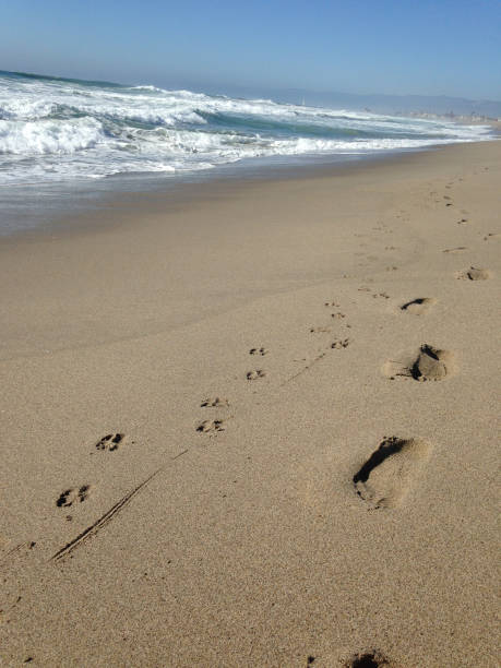 beach day - paw print animal track footprint beach imagens e fotografias de stock