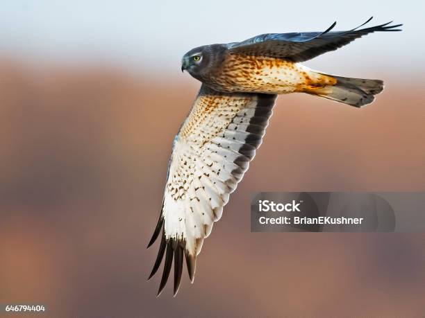 Male Northern Harrier Hawk In Flight Stock Photo - Download Image Now - Marsh, Animal Wildlife, Bird