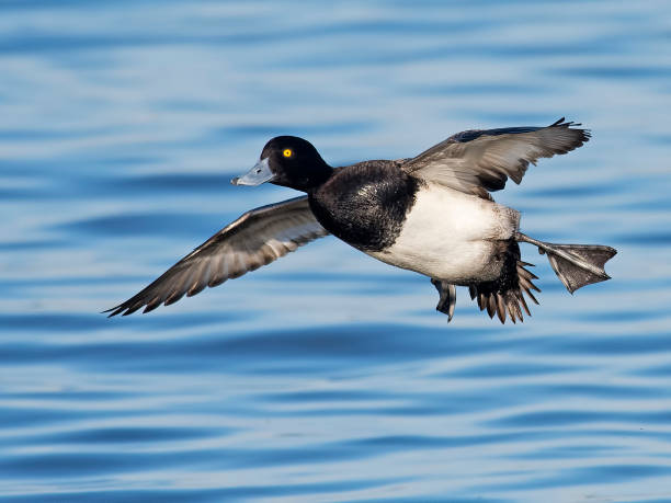 istock Male Lesser Scaup in Flight 646794426