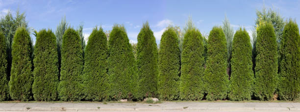 Long green fence hedge from green  thuja trees  panoramic collage. Sunny rural day stock photo
