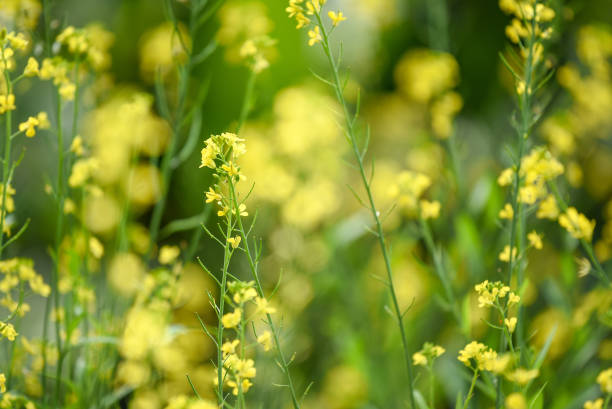 istock beautiful yellow flowers in the field 646797112