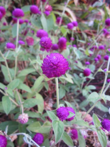 istock Gomphrena globosa or Bachelor button or or Pearly everlasting flower. 646797120