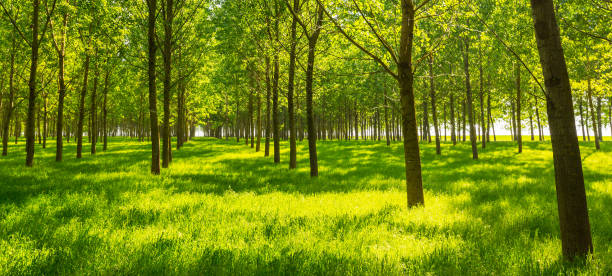 istock Poplar trees and white pollen in a forest in spring, under warm evening light 646797624