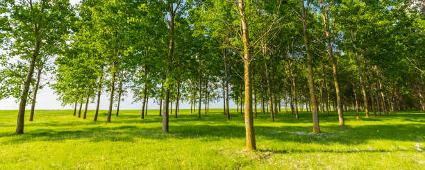 istock Poplar trees and white pollen in a forest in spring, under warm evening light 646800276
