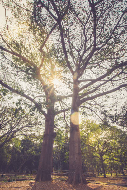 istock Big Trees In The Park With Sunflares 646801412