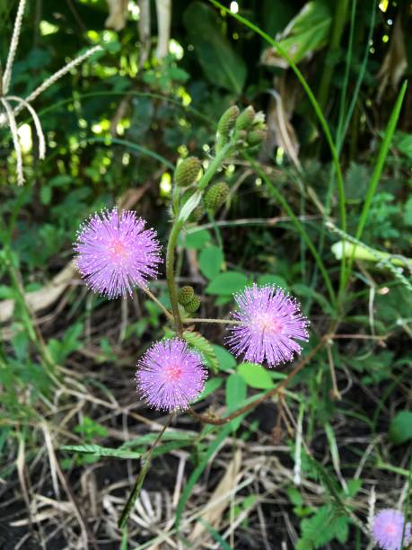 istock mimosa pudica flower 646803912
