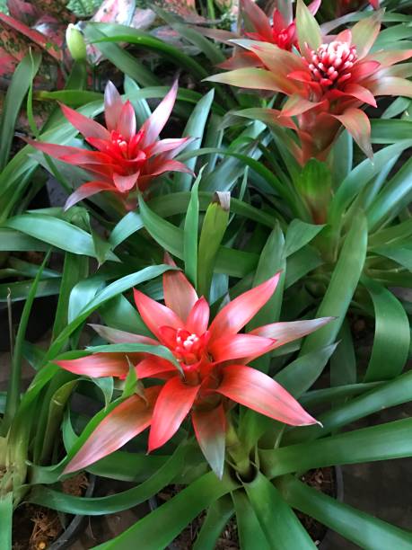 20+ Bromelia Jungle Star Stock Photos, Pictures & Royalty-Free Images ...