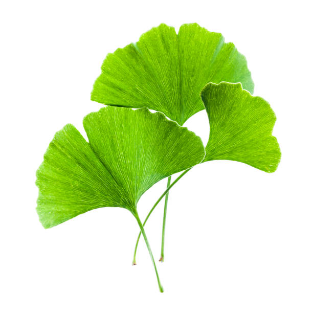 Ginkgo Biloba leave stock photo
