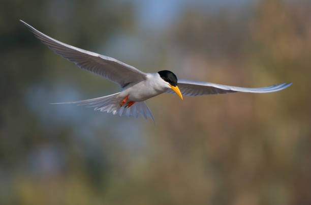 강 제비갈매기  - tern bird arctic tern nature 뉴스 사진 이미지