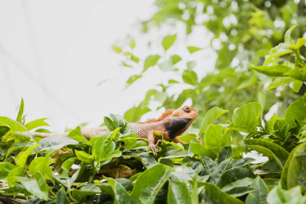 istock A common Indian chameleon on passiflora or passion vine 646816914