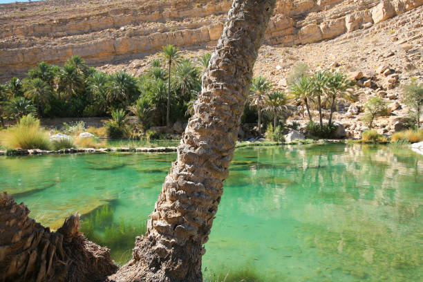 бассейн вади бани халид, оман. - wadi bani khalid стоковые фото и изображения