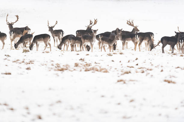 Baby fawn fallow deer on a cold winter's day.