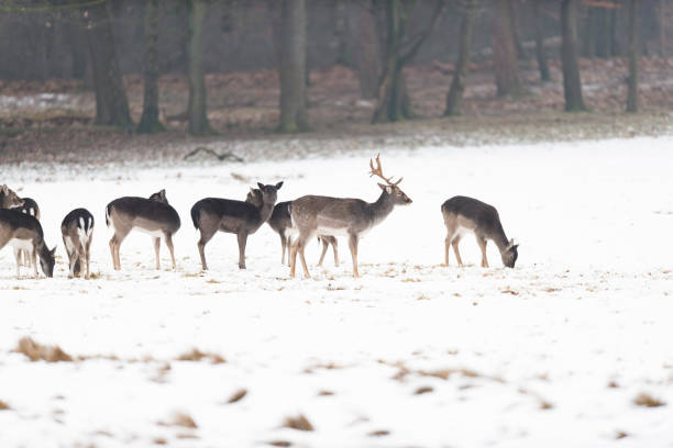 istock Herd of fallow deer in meadow covered with snow. 646817300