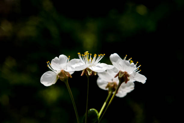 istock White cherry flowers on dark background. 646817336
