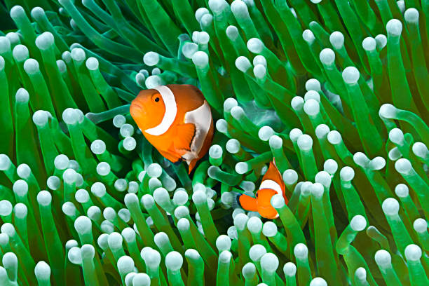 istock Clownfishes at Home, Amphiprion Ocellaris 646820472