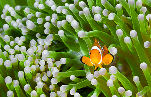 istock Clownfish, Amphiprion ocellaris 646820490
