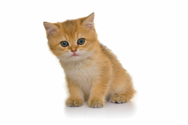 istock Golden British Shorthair Cat 646820710