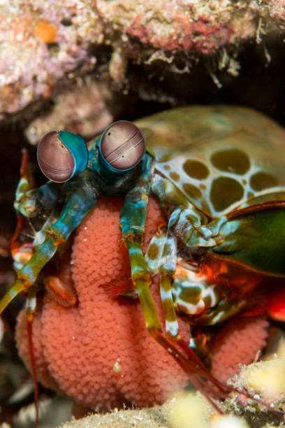 istock peacock mantis shrimp  with eggs - odontodactylus scyllarus 646824608
