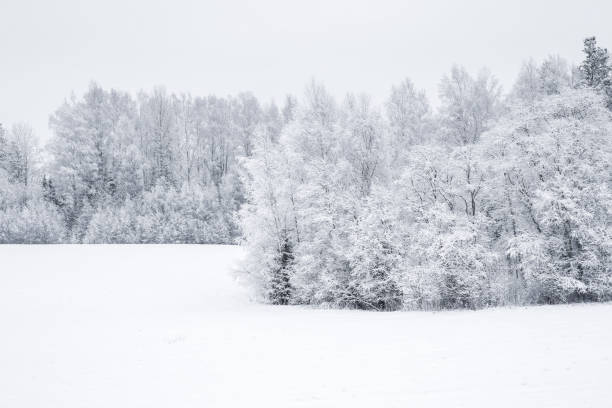 istock Nice winter day after blizzard. Tree branches are snow covered. 646827446